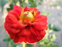 DahlieVonAnkeS3.webp