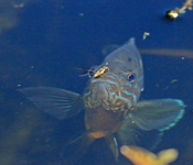 Sonnenbarsch_Jonny_Wasserläufer_Beute1_800.webp