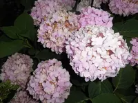 DSCI0003.webp