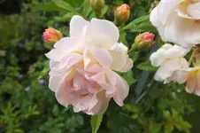 DSCF2533.webp