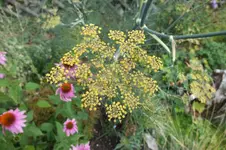 DSCF2741.webp