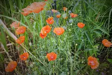 DSCF2758 (2).webp