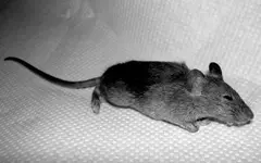 Tiere alt 577v.webp