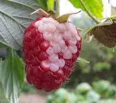 20150809_102309.webp