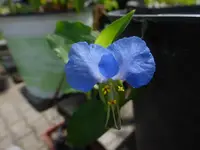 P1480915.webp