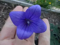 P1480251.webp