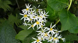 DSCN5580.webp