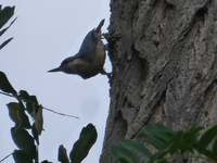 P1490141.webp