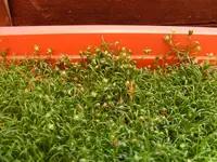 Gras oder was.webp