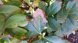 IMG-20150811-WA0000[1].webp