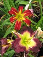 008_600x800.webp