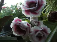 BILD4272.webp