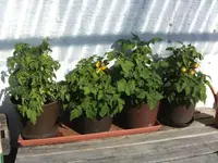 BILD4455.webp