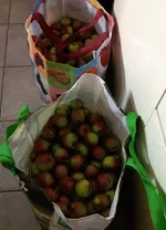 Äpfel.webp