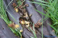 comp_DSC04374.webp