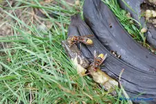 comp_DSC04376.webp