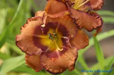 Albert 260+.webp
