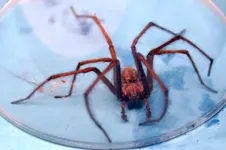 Spinne_0002.webp