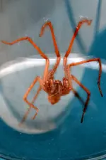 Spinne_0003.webp