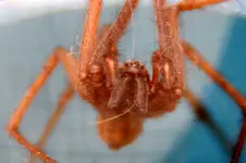 Spinne_0004.webp
