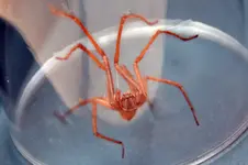 Spinne_0005.webp