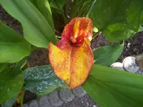 Kalla.webp