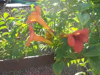 campsis.webp