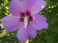 Hibiscus 1.webp