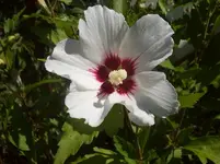 Hibiscus 2.webp