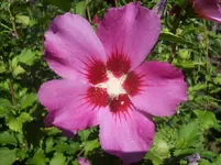 Hibiscus 3.webp