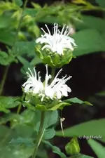 _Monarde Schneewittchen.webp