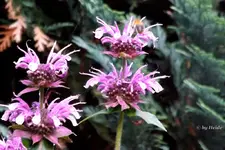 _Monarde Mohawk.webp