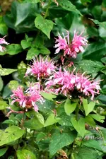 _Monarde rosef..webp