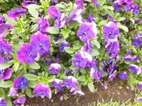 Bilda045.webp