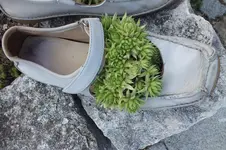 DSCF2444.webp