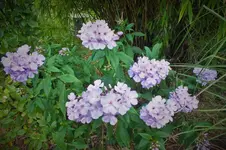 DSCF2632 (2).webp