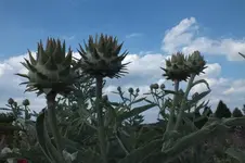 DSCF2394.webp
