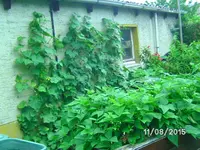 Bohnen und Gurken.webp