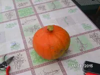 Kuerbis.webp