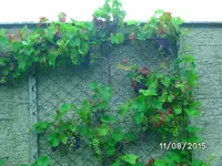 Wein.webp
