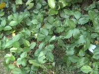 BILD4492.webp