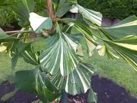 DSCF9199.webp