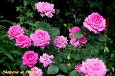 IMG_9334.webp
