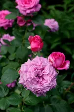 IMG_9335.webp