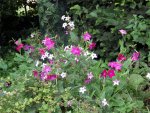 ziertabak-bluete-nicotiana-sanderae-pflanzen-tobacco-flowers-ornamental.JPG