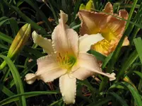 little cherub falsch_1067x800.webp