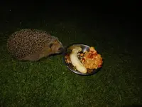 DSCF9237.webp