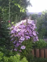 Clematis.21.06.2012.webp