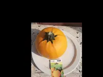 Zucchini 'One Ball'.webp