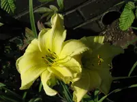 soft cashmere2_1067x800.webp
